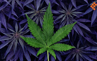 Marihuana-planta-droga-1160x700