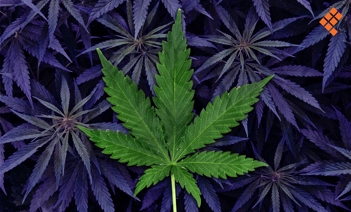 Marihuana-planta-droga-1160x700