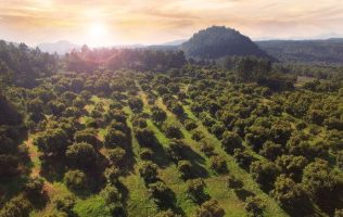 aguacate-mexico