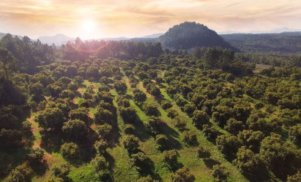aguacate-mexico