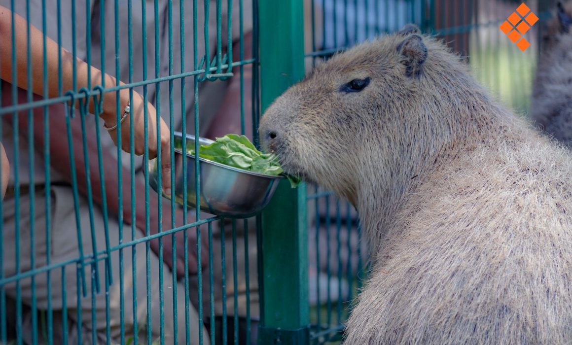 capibaras-michoacan-mexico