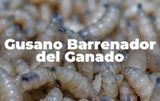 gusano-barrenador