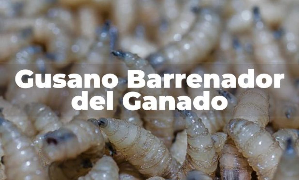 gusano-barrenador