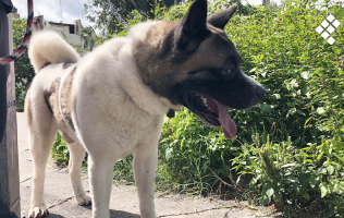 mascotas-vacuna-rabia-perro
