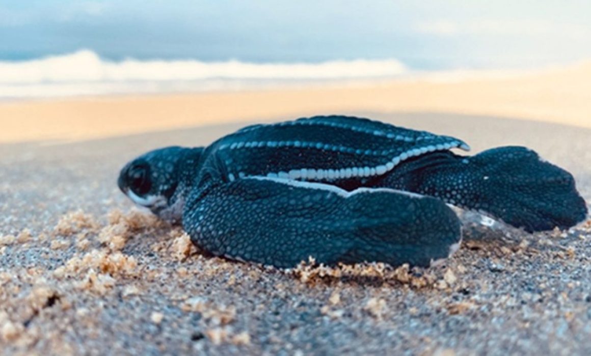 tortuga-motin-laud