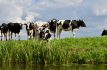 vacas-uruguay