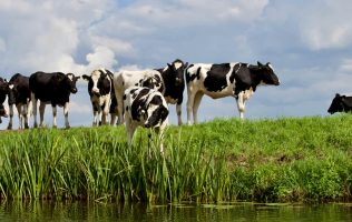 vacas-uruguay