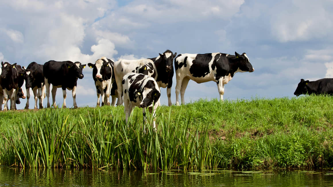 vacas-uruguay