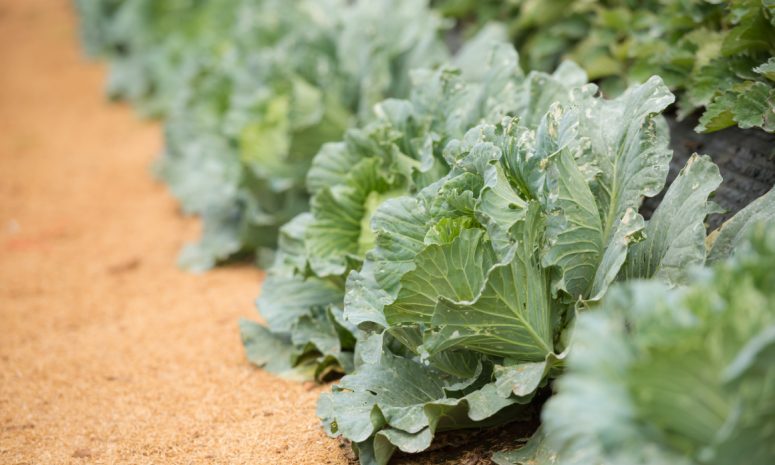 Detecta FDA presencia de Cyclospora en planta ligada a brote de lechuga