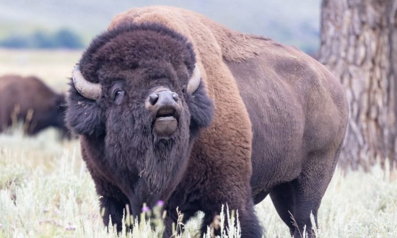 Embiste un bisonte a camioneta dentro del Parque Yellowstone